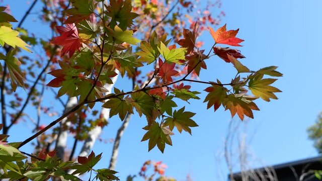 Green and red maple leaves swaying in the wind backgrounded blue sky. Maple leaves, Kaede, Koyo, Japanese maple leaves. 