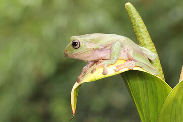 A dumpy frog (Litoria caerulea) is resting on a wildflower. 