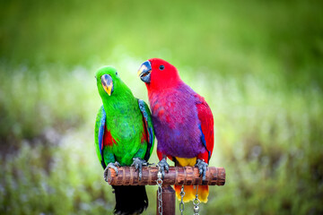 A pair Red and Green eclectus parrots  of posing for the camera