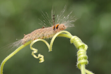 A caterpillar is foraging in a bush. 