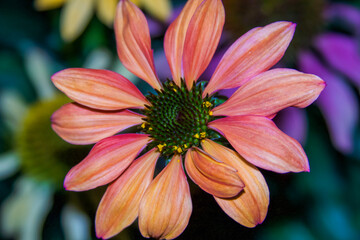 Pink Cone Flower bloom,  view from above.