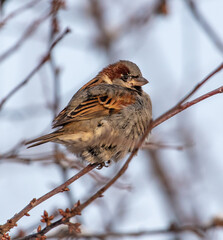 Portrait of a sparrow on the branches of a tree