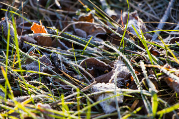 Iced dew on the grass and leaves on the land