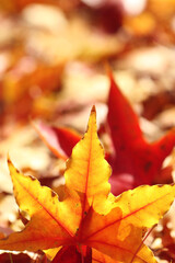 autumn leaves background