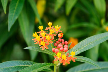 オレンジ色の花　アスクレピアス