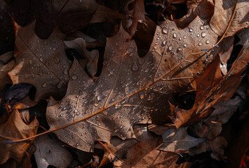 Close-up of dried brown oak leaves on the ground covered covered with dew drops