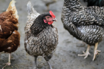 Domestic chickens walk in the coop. A gray chicken in a cent looks into the distance. Concept: farm, poultry, village, poultry yard, poultry breeding.