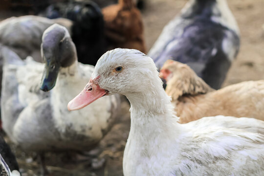 Mulard ducks walk in the poultry yard. Concept: home farm, agriculture, village, poultry yard, breeding for meat.