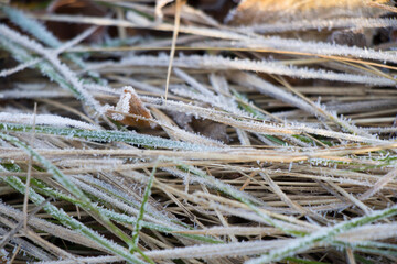 Iced dew on the grass and leaves on the land