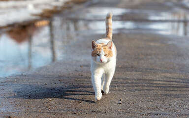 Fototapeta premium The cat walks along the road after the rain.