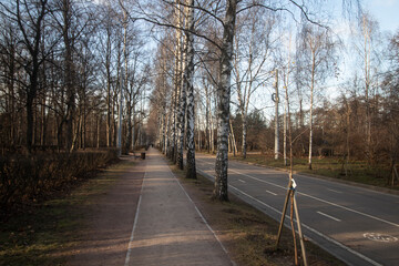 Russia, Moscow, Autumn. View of the birch alley in Sokolniki Park.