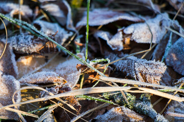 Iced dew on the grass and leaves on the land