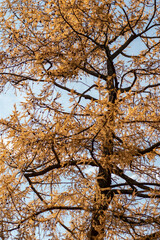 Russia, Moscow, Botanical Garden - Pharmaceutical Garden. Autumn. Larix decidua.