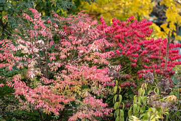 Russia, Moscow, Botanical Garden - Pharmaceutical Garden. Autumn. Panorama, colorful bushes.