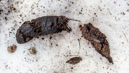 Frozen dog poop in the snow.