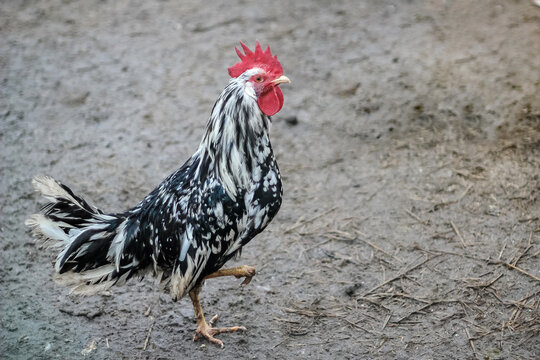 A rooster of the Leghorn breed walks in the poultry yard. Black and white cock.