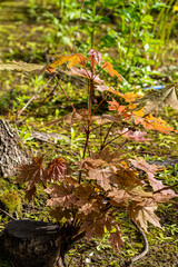 Russia, Lyubertsy, Autumn. View in Maple Stump Central Park ... life goes on.