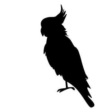 
Parrot silhouette isolated on white background. Cockatoo icon. Popinjay logo. Australia, America or eastern Indonesia wildlife bird side view. Cockatoo parrot or macaw black sign. Vector illustration