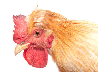 Portrait of a ginger rooster isolated on a white