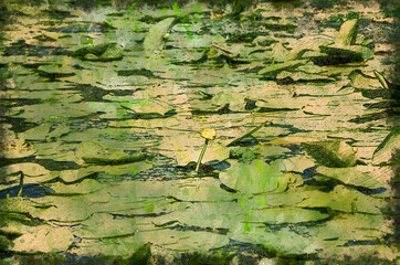 Water lily blossoms in a freshwater pond.