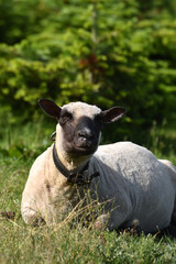 Naklejka premium Shropshire-Schaf