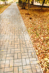 An empty path in an autumn park. Gray walkway cut through orange fallen leaves.