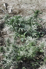 Growing cannabis bushes. Large bushes with long green leaves.
