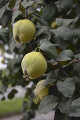 Green tree with young quinces fruits on it.