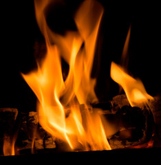 Fire , bonfire , flames on the black background.