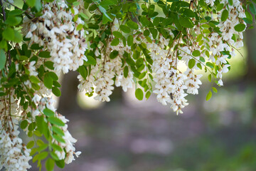 Acacia flowers develop in the wind on a summer day