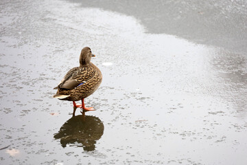 Mallard duck standing on melting ice of winter lake. Female duck in cold weather