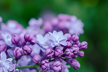 Lilac flowers macro