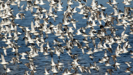 Large wader flock in flight over water