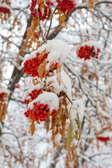 Winter frozen red rowan berries and not yet fallen yellow leaves under the first snow. The snowfall covered the trees with snow