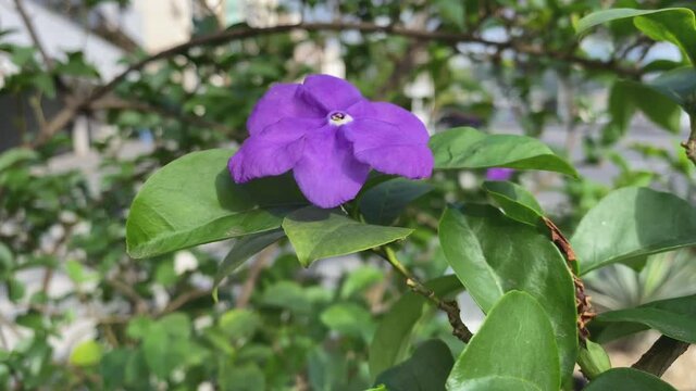 The wind sways a purple flower of Brunfelsia uniflora called fragrant manaca, typical of the Brazilian Atlantic Forest.