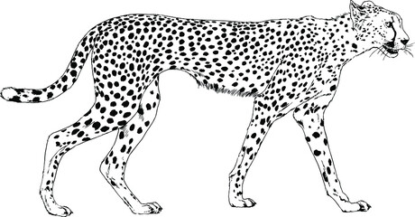 snarling face of a leopard painted by hand on a white background