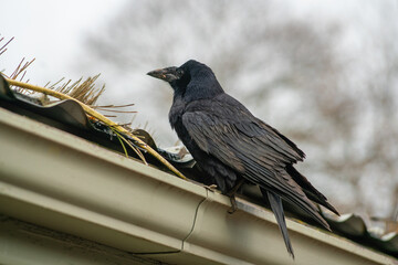 The rook on the roof