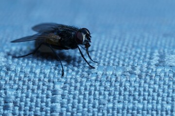 Fliege, Stubenfliege