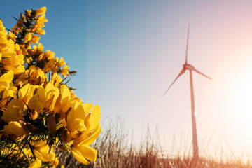 Wild yellow flowers in focus and high wind power turbine in a field. Cloudy sky background....