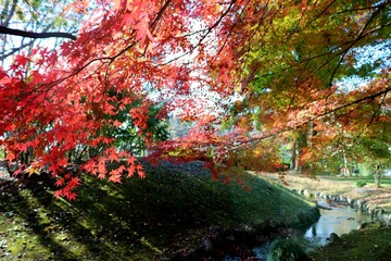秋　紅葉　もみじ　風景