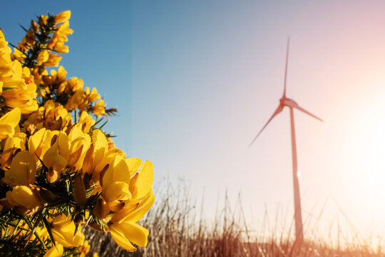 Wild yellow flowers in focus and high wind power turbine in a field. Cloudy sky background. Renewable green energy production, source of clean electric supply. Modern technology and design. Nobody.