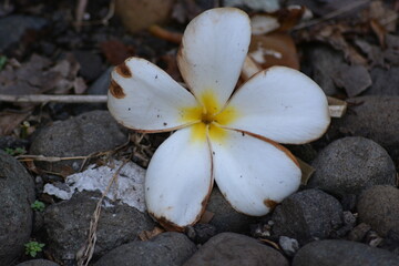 Plumeria obtusa, the Singapore graveyard flower, is a species of the genus Plumeria (Apocynaceae).
