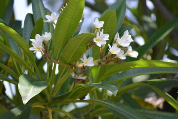 Plumeria obtusa, the Singapore graveyard flower, is a species of the genus Plumeria (Apocynaceae).

