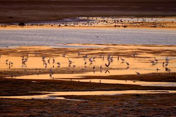 Lac du DER 2021