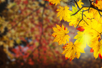 beautiful branch with nice red and yellow maple leaves