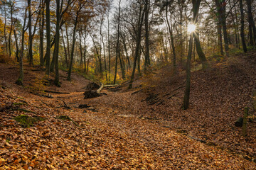 typical autumn landscape in a forest at Mülheim an der Ruhr / Speldorf / Germany