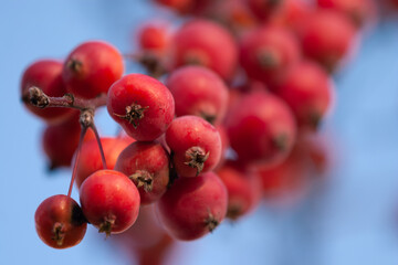 A bountiful harvest of apples