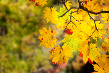 Naklejka na ściany i meble beautiful branch with nice red and yellow maple leaves