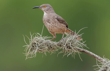 Portrait of a Long-billed thrasher