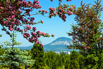 Percalski nursery in resort Pyatigorsk.